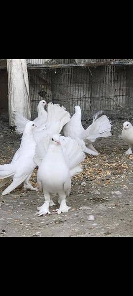 White Lakha Pigeon 3