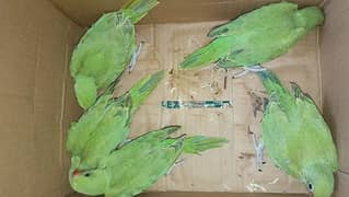 Green Ringneck covered chicks