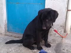 pure Labrador black male full tame fully family dog hn