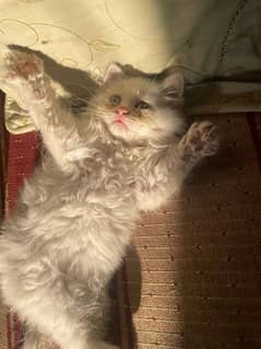 Persian multi color eyes cat 0