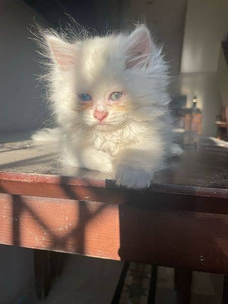 Persian multi color eyes cat 1