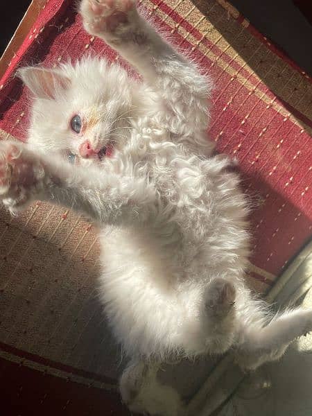 Persian multi color eyes cat 2
