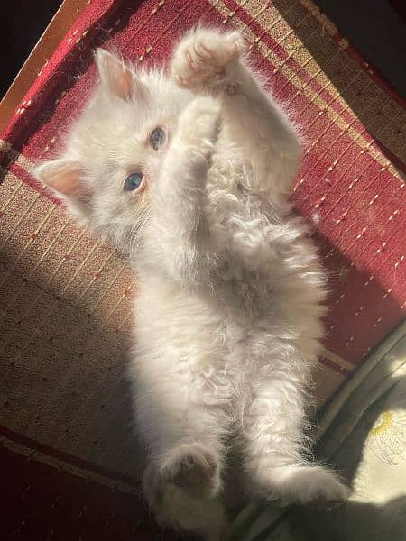Persian multi color eyes cat 3