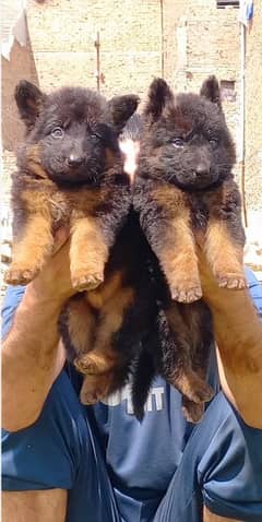 german shepherd long coat puppies available for sale