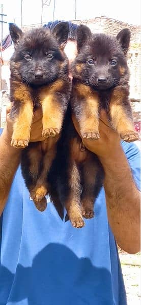 german shepherd long coat puppies available for sale 1