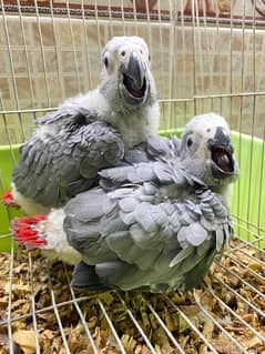 Congo African Grey Parrot chicks 0