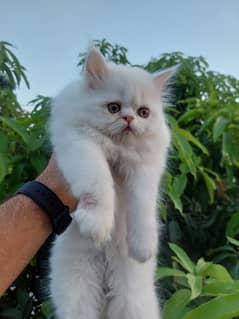 Punch Face Persian Kitten 0