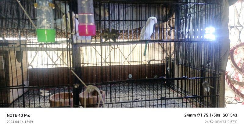 love birds small setup looking for new shelter read add first 4