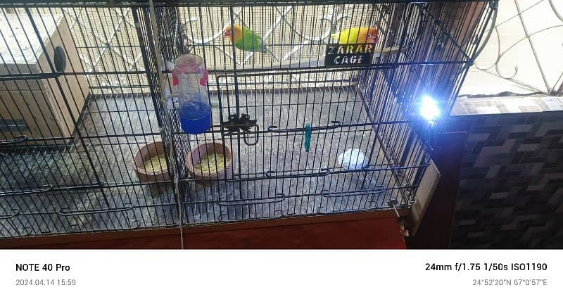 love birds small setup looking for new shelter read add first 9