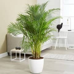 Can Palm (Plant) 0