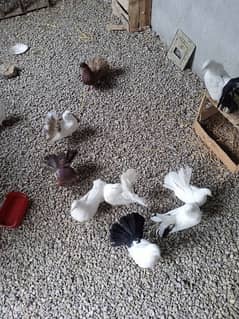 Fairytale pigeons available for sale!فینسی کبوتر