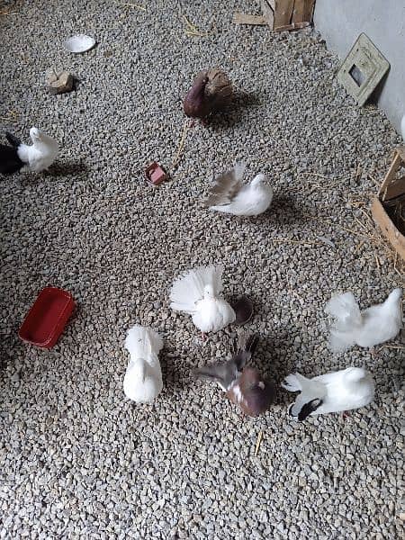 Fairytale pigeons available for sale!فینسی کبوتر 1