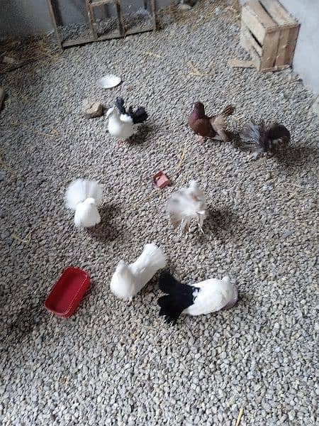 Fairytale pigeons available for sale!فینسی کبوتر 2