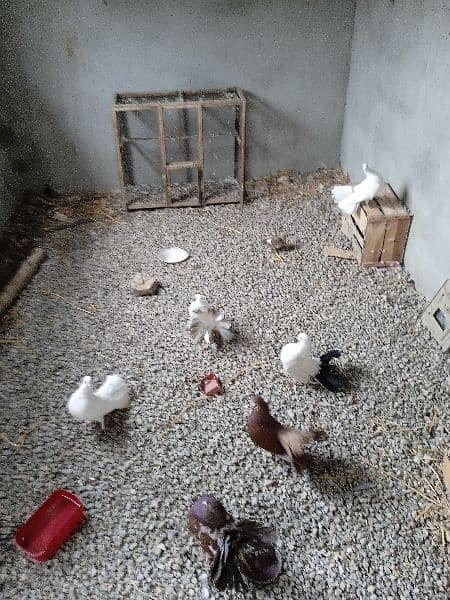 Fairytale pigeons available for sale!فینسی کبوتر 3