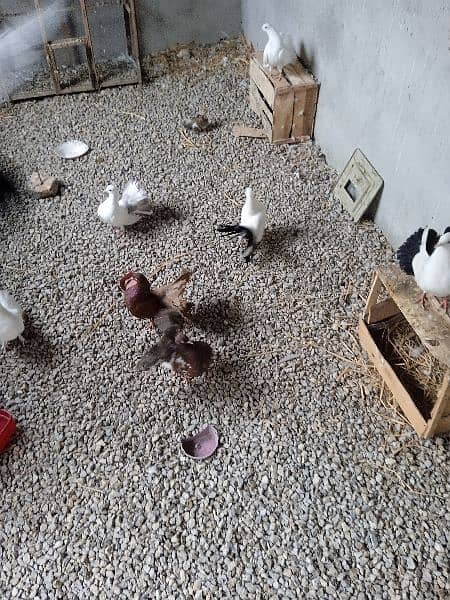 Fairytale pigeons available for sale!فینسی کبوتر 4