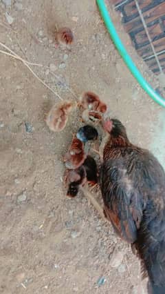 Aseel hen with 9 Chick for sale. chicks