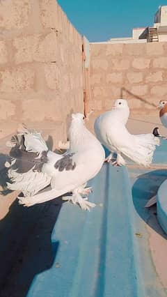 Different breeds pigeons for sale