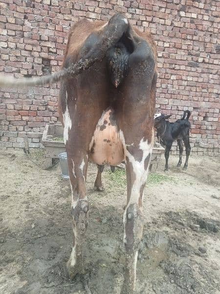 cow for sell 0