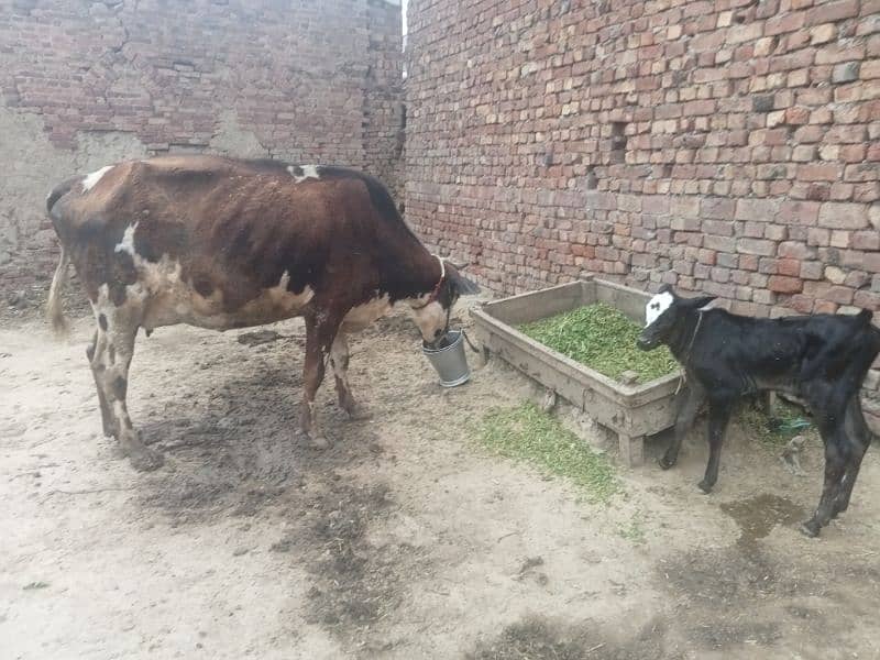 cow for sell 3