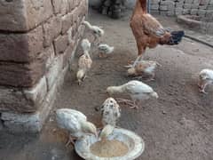10 aseel chicks for sale