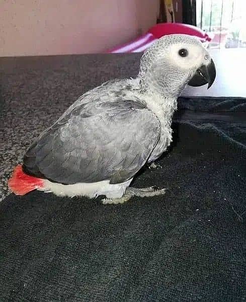African Grey Self Chick | Grey Parrot | African Grey Parrot Chick 4