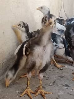i want to sell aseel chicks