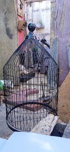 Cage for parrot