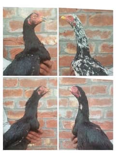 Black Aseel hens for sale