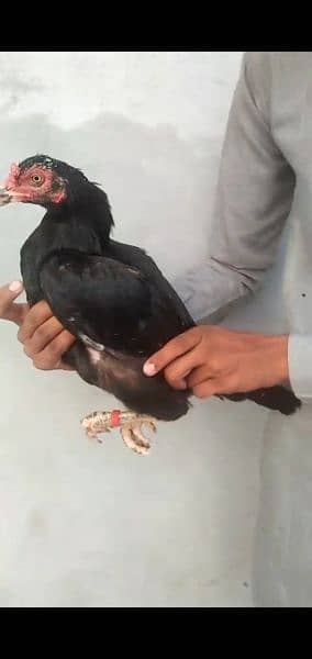 Black Aseel hens for sale 9