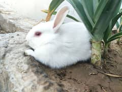 Polish Rabbit / white Rabbit /Rabbit for sale