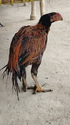Parrot beek Aseel Male chick