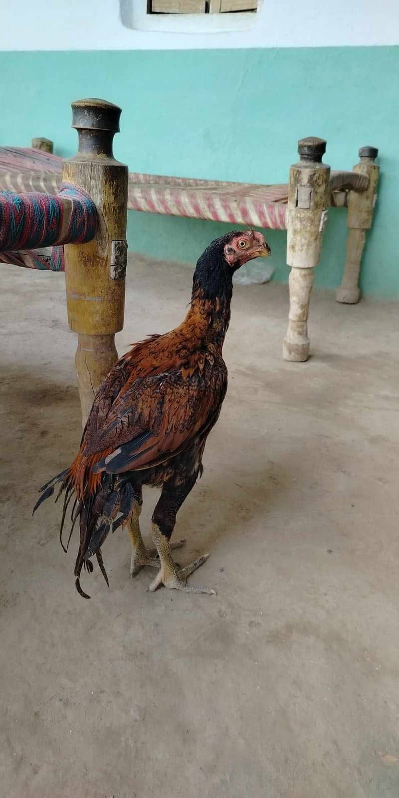 Aseel | Parrot beek Aseel | indian Parrot beek Aseel Male chick 2