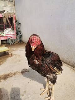 Aseel cock, hen and desi hen for sale