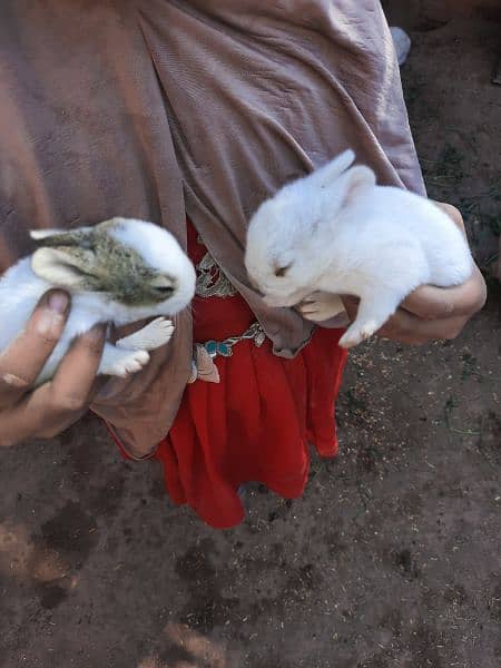 rabbits breeder pairs  and kids 2