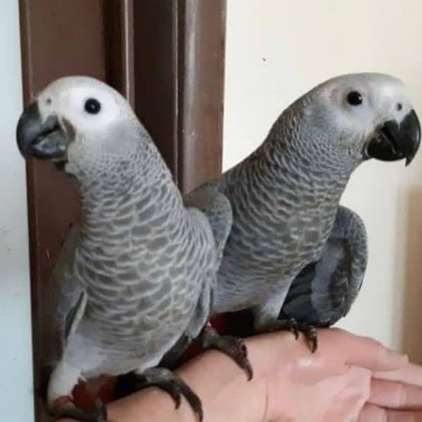 African Grey Parrot (Congo) Pair for sale with DNA loking for new home 0