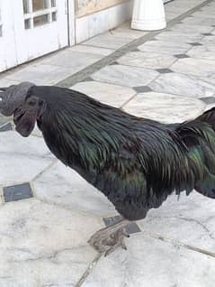 Ayam Cemani for sale