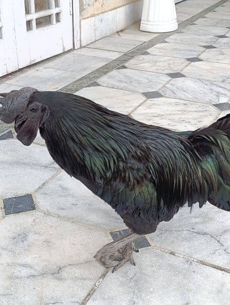 Ayam Cemani for sale 0