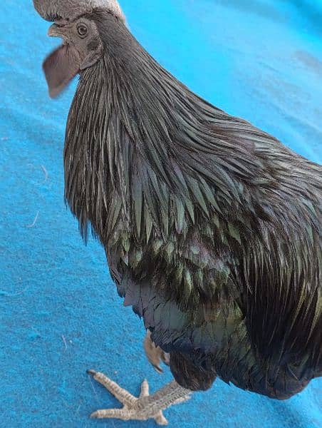Ayam Cemani for sale 1