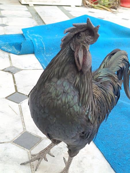 Ayam Cemani for sale 2