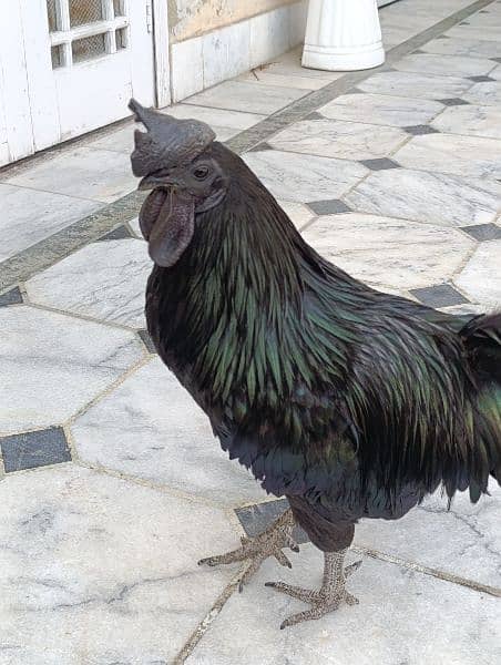 Ayam Cemani for sale 3