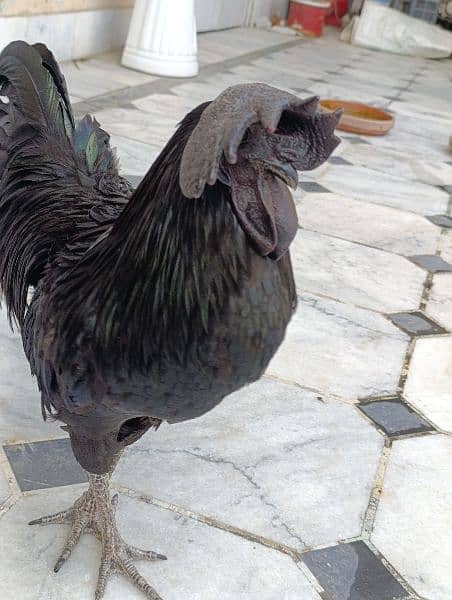 Ayam Cemani for sale 4