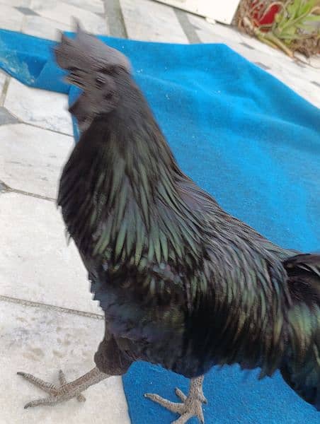 Ayam Cemani for sale 5
