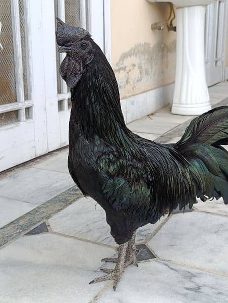 Ayam Cemani for sale 6