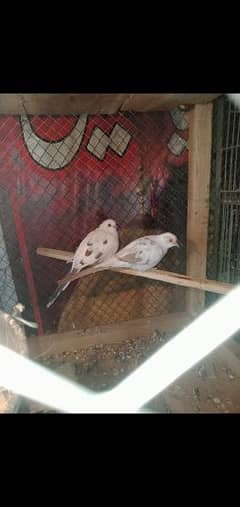 red pied patthe for sale