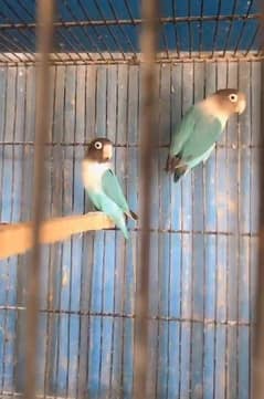 Love Birds & Budgies For Sale
