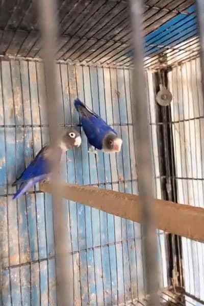 Love Birds & Budgies For Sale 1