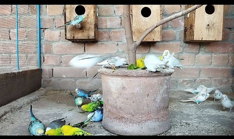 Love Birds & Budgies For Sale 4