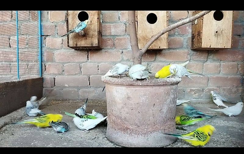 Love Birds & Budgies For Sale 6