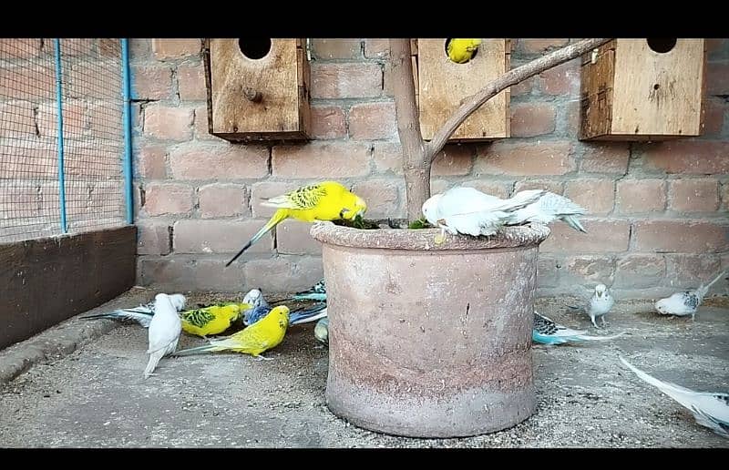 Love Birds & Budgies For Sale 7