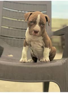 pitbull extrem quality female pup exchng possible german male or fmle